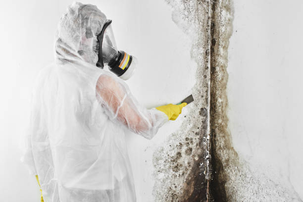 Best Emergency Mold Remediation in Danvle, IL