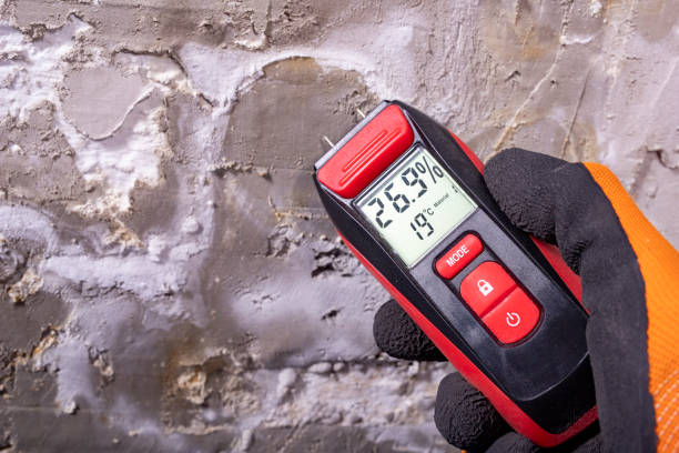 Best Basement Mold Remediation in Danvle, IL