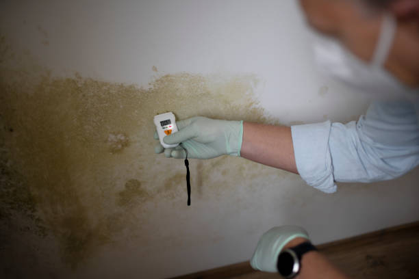 Best Mold Remediation for Specific Building Types in Danvle, IL