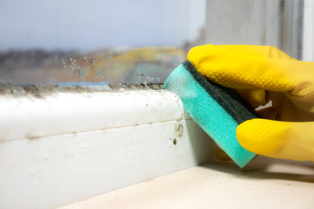 Professional Mold Remediation in Danville, IL