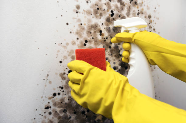 Best Mold Testing and Inspection Services in Danvle, IL