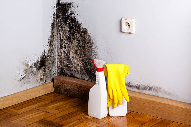 Best DIY Mold Remediation Support Services in Danvle, IL