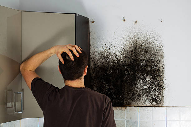 Best Localized Mold Remediation (e.g., coastal areas, humid climates) in Danvle, IL