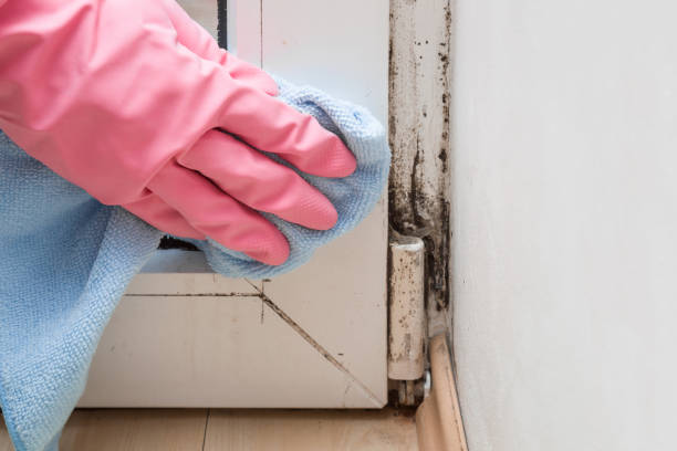 Best Crawl Space Mold Remediation in Danvle, IL
