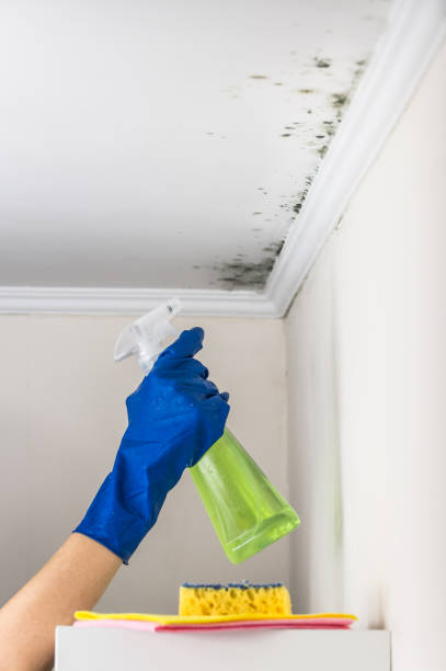 Best Attic Mold Remediation in Danvle, IL